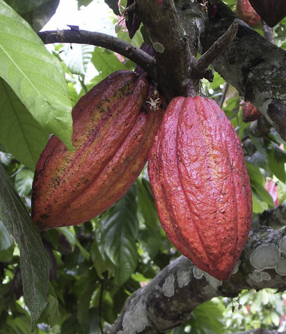Image of Organic natural cacao powder from Peru 150g (Organic Grade) - Healtholicious One-Stop Biohacking Health Shop
