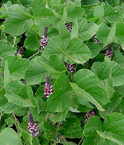 Image of Wild-harvested kudzu (arrowroot) starch from Japan (100g) - Healtholicious One-Stop Biohacking Health Shop
