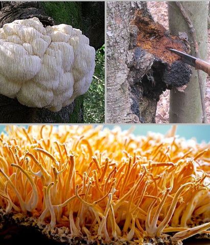 Image of Mushroom Extract - Certified Organic : ENERGY / IMMUNE - Healtholicious One-Stop Biohacking Health Shop