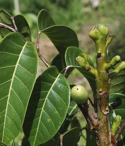 Image of Wild-harvested sprouted pili nuts 50g - Healtholicious One-Stop Biohacking Health Shop