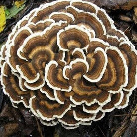 Image of Mushroom Extract - Certified Organic : ENERGY / IMMUNE - Healtholicious One-Stop Biohacking Health Shop