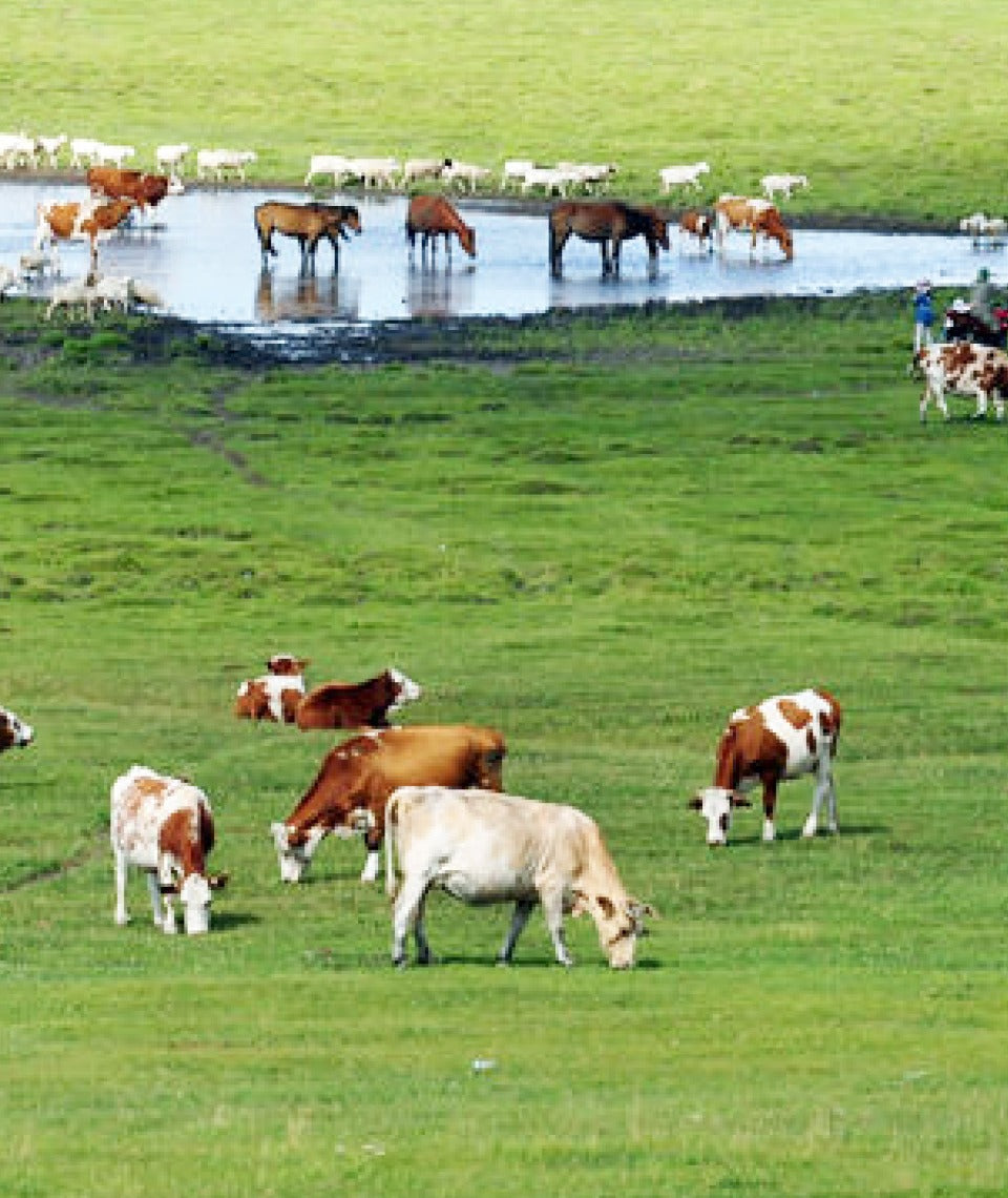 Pasture-Raised Beef Gelatin Powder [250g] - Healtholicious One-Stop Biohacking Health Shop