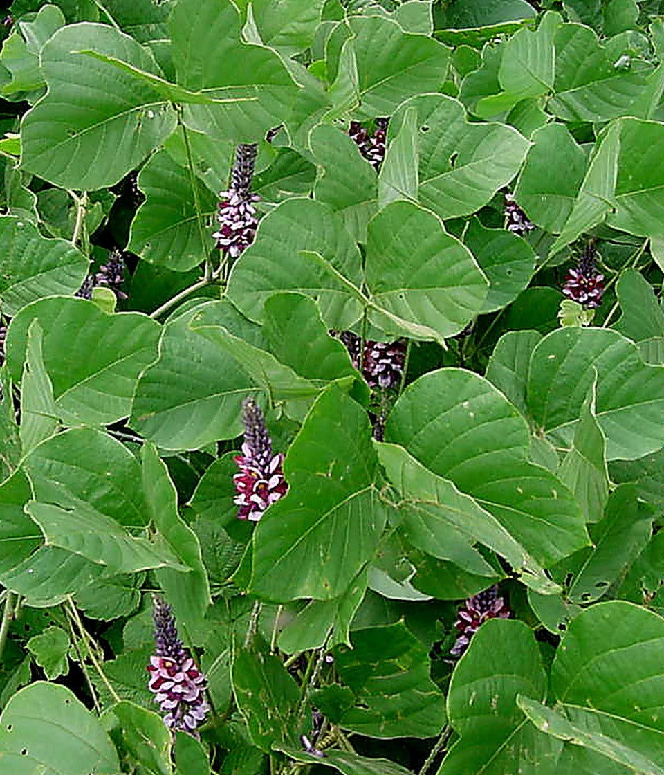 Wild-harvested kudzu (arrowroot) starch from Japan (100g) - Healtholicious One-Stop Biohacking Health Shop