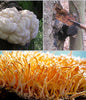 Mushroom Extract - Certified Organic : ENERGY / IMMUNE - Healtholicious One-Stop Biohacking Health Shop