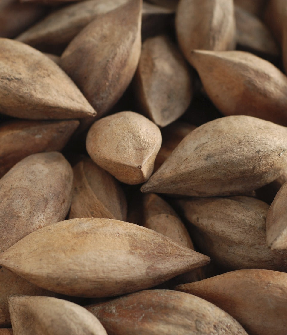 Wild-harvested sprouted pili nuts 50g - Healtholicious One-Stop Biohacking Health Shop