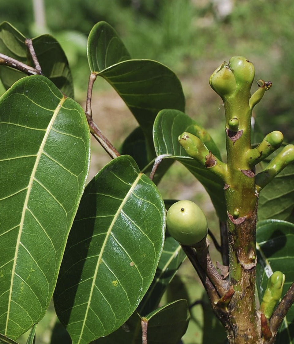 Wild-harvested sprouted pili nuts 50g - Healtholicious One-Stop Biohacking Health Shop