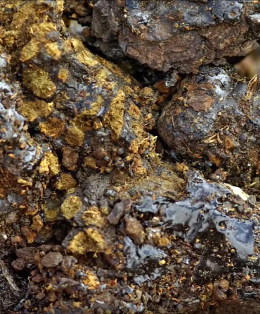 Shilajit Forte : Fulvic Acid / Trace Mineral Complex (2-month supply) - Healtholicious One-Stop Biohacking Health Shop