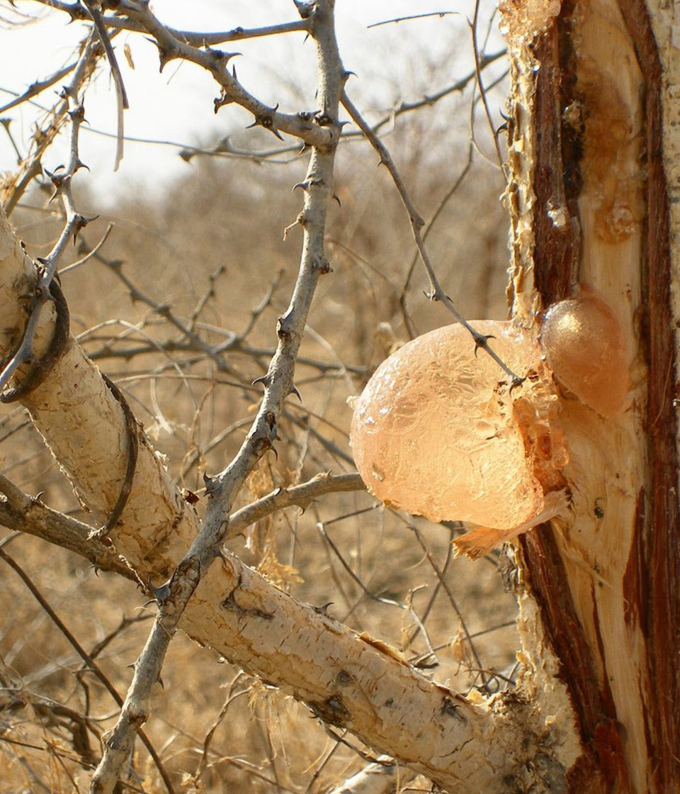 Tummy Fiber : Organic acacia gum fiber 250g - Healtholicious One-Stop Biohacking Health Shop