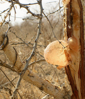 Tummy Fiber : Organic acacia gum fiber 250g