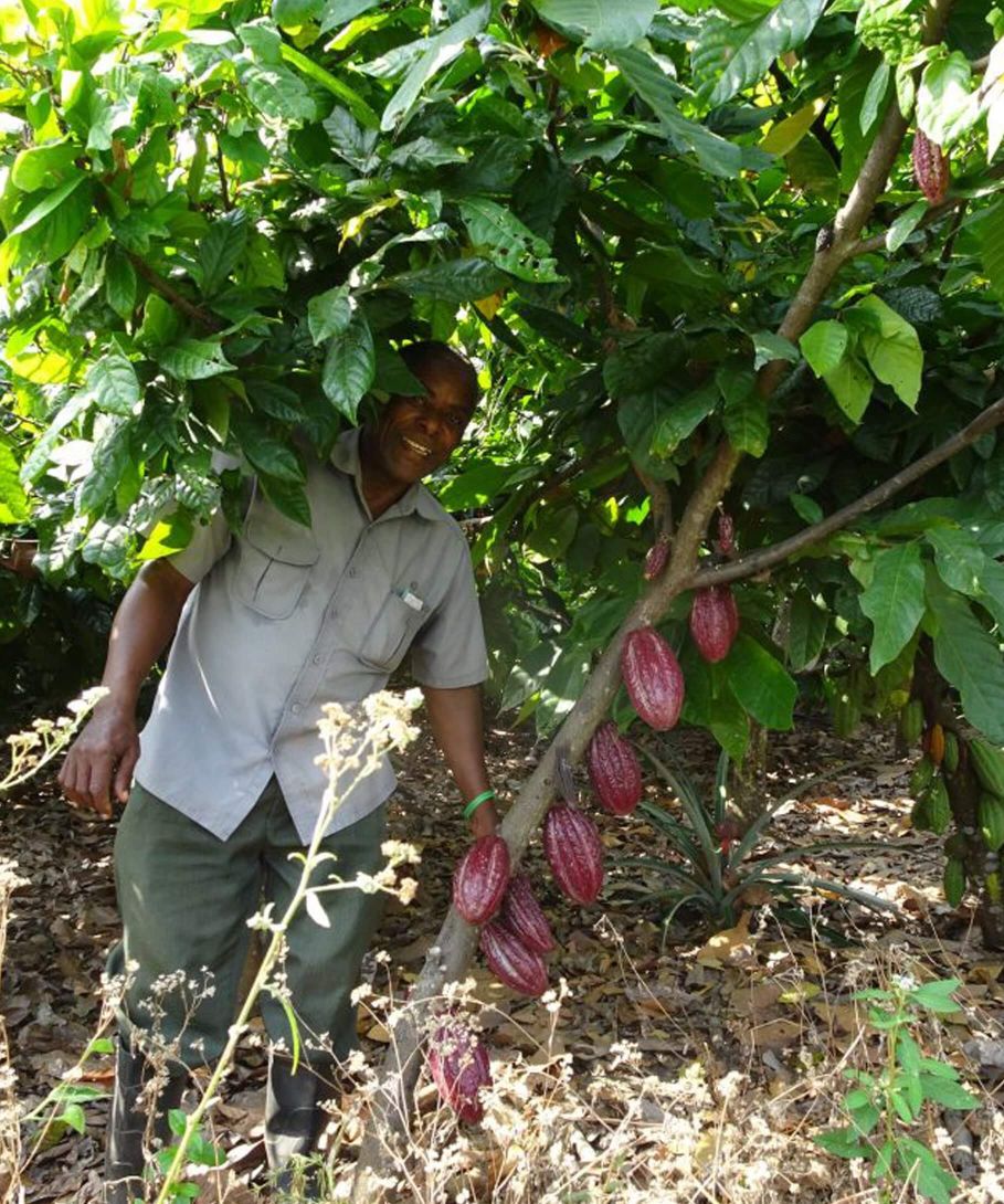 Baking Chocolate: 100% 250g - Healtholicious One-Stop Biohacking Health Shop